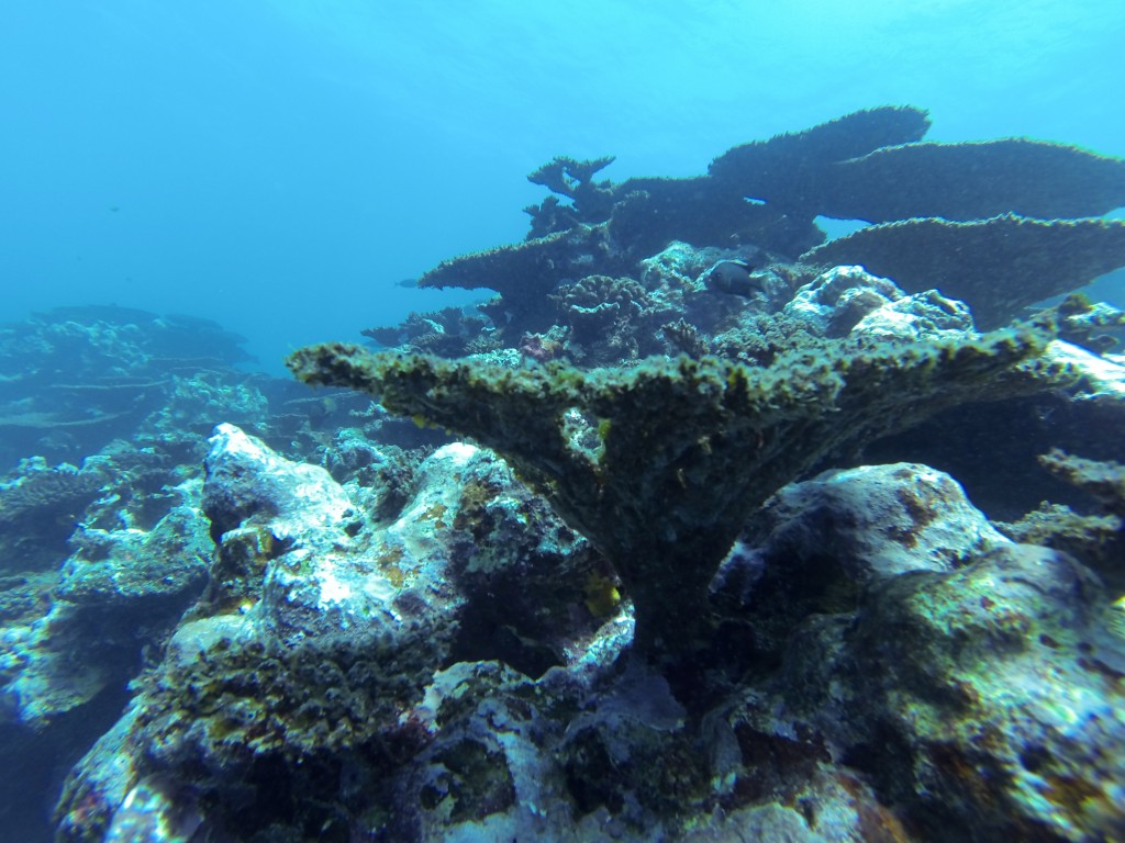 A Tale of Two Corals – Married To Adventure